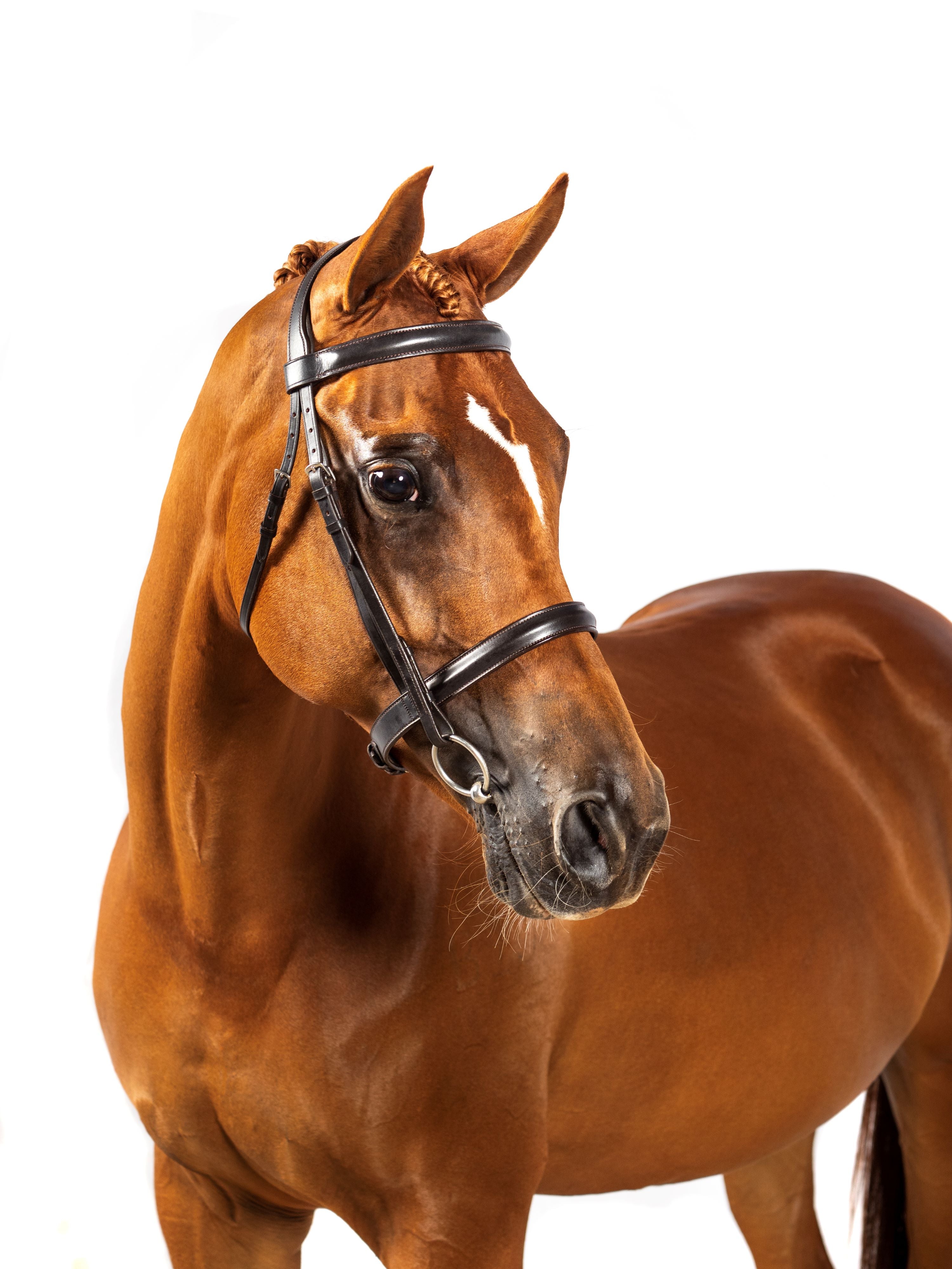 Premium Havana Show Snaffle Bridle Ruby | FF Equestrian AU – Flexible ...