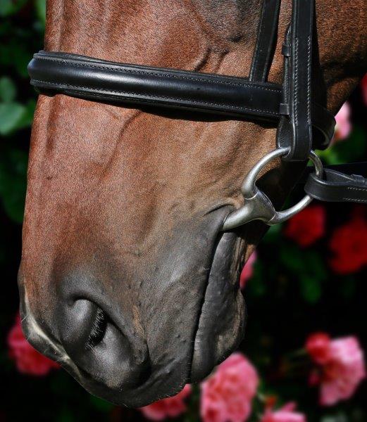 Clincher Wave Snaffle Bridle