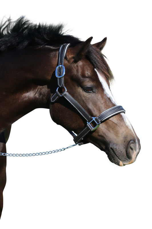 Fancy Stitch White Pipe Havana - Leather Horse Halter