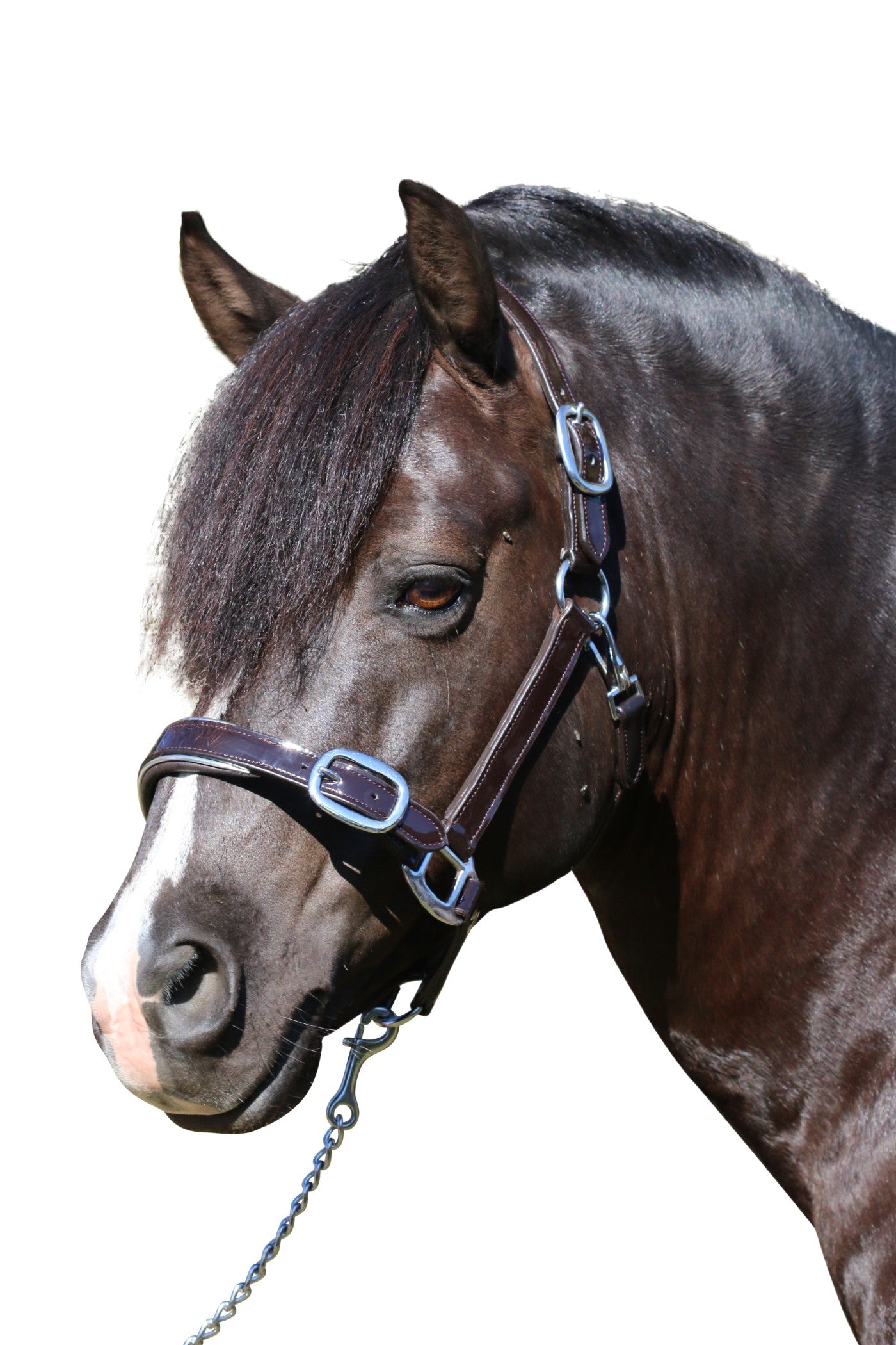 Patent Silver Pipe Havana - Leather Horse Halter