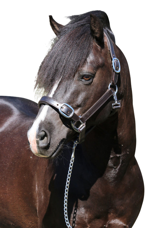 Plain Flat Stainless Steel Havana - Leather Horse Halter