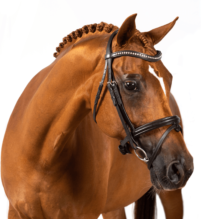 Premium Black Snaffle Bridle 'Benji'