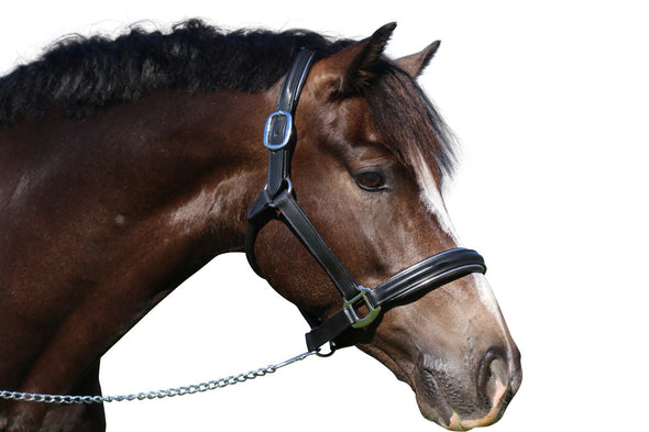 Raised Silver Pipe Black - Leather Horse Halter 