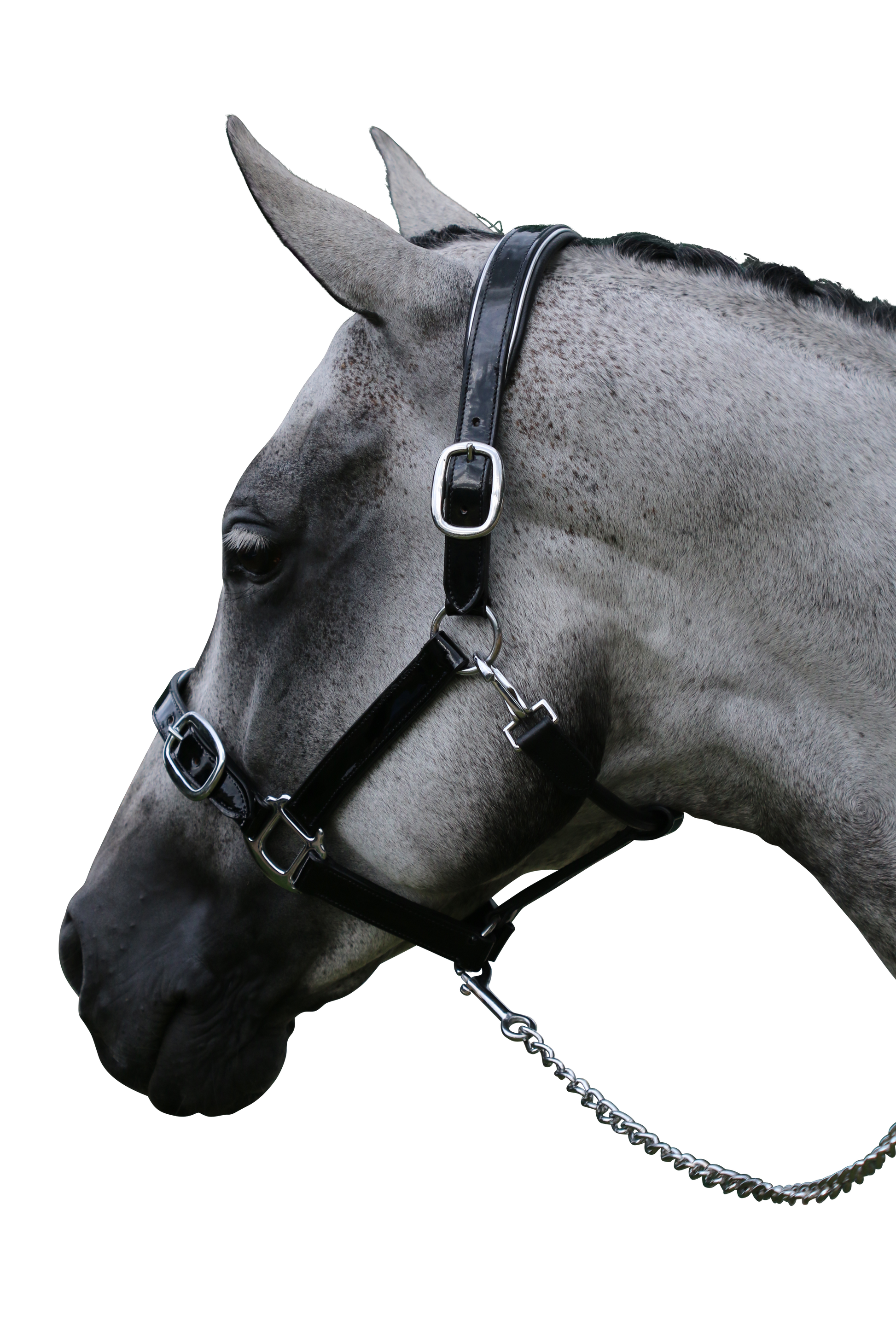 PATENT SILVER PIPE BLACK HALTER - Flexible Fit Equestrian Australia