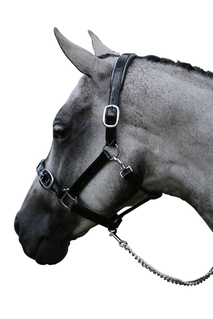 PATENT SILVER PIPE BLACK HALTER - Flexible Fit Equestrian Australia