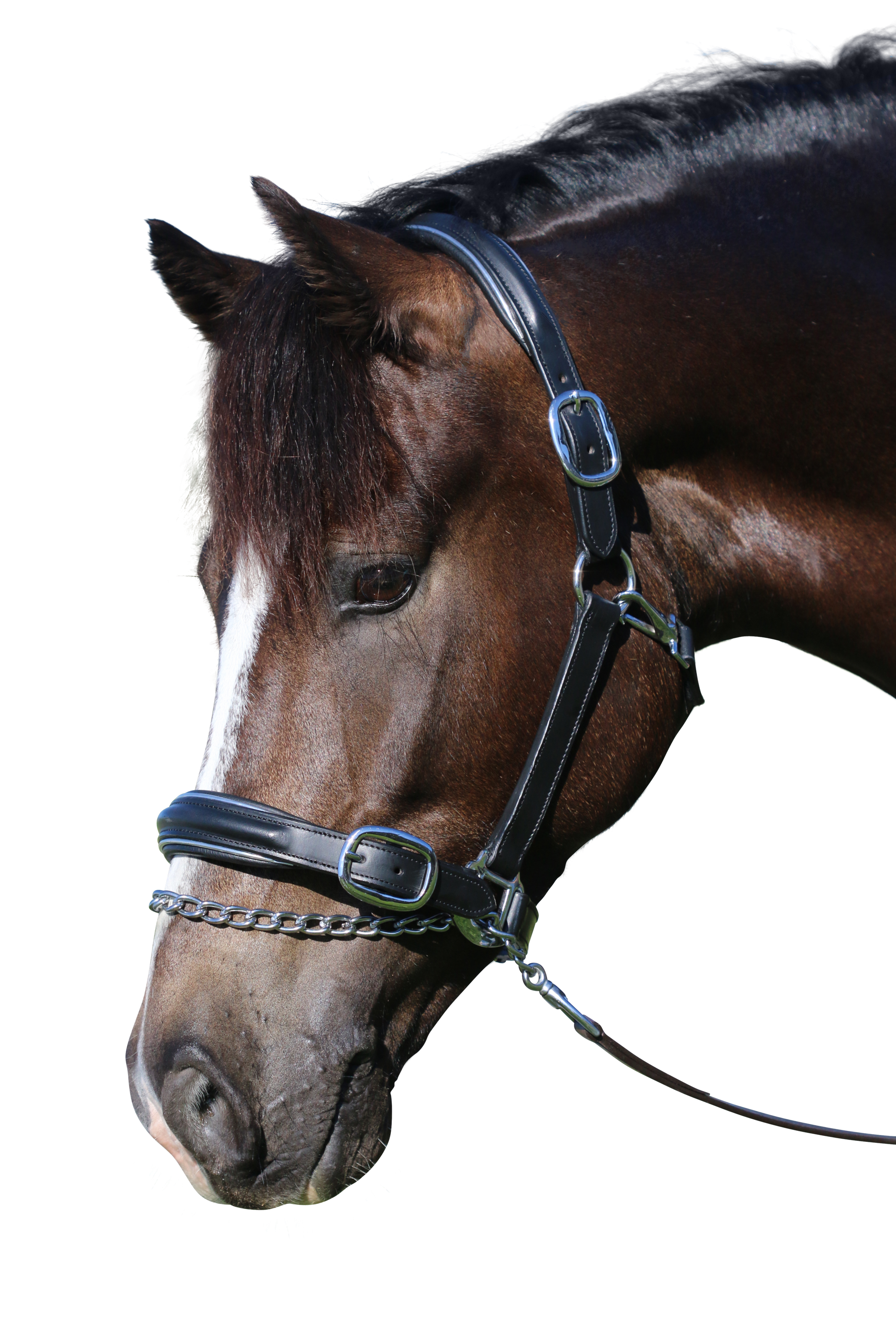 RAISED SILVER PIPE BLACK HALTER - Flexible Fit Equestrian Australia
