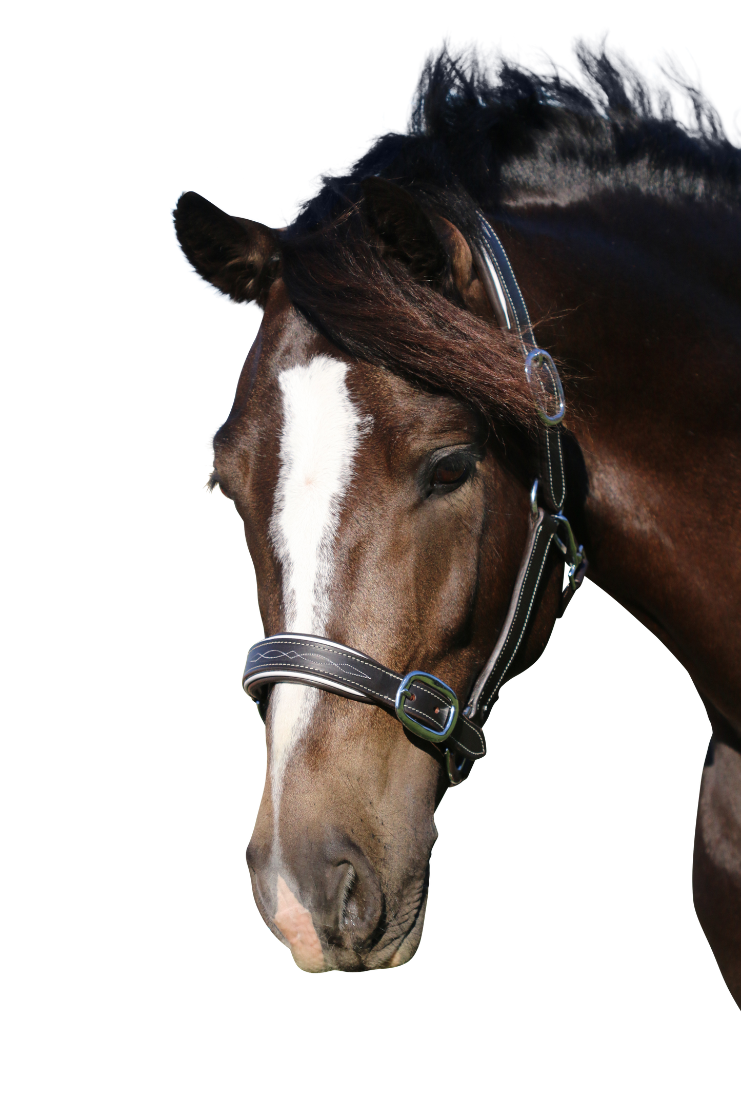FANCY STITCH WHITE PIPE HAVANA HALTER - Flexible Fit Equestrian Australia
