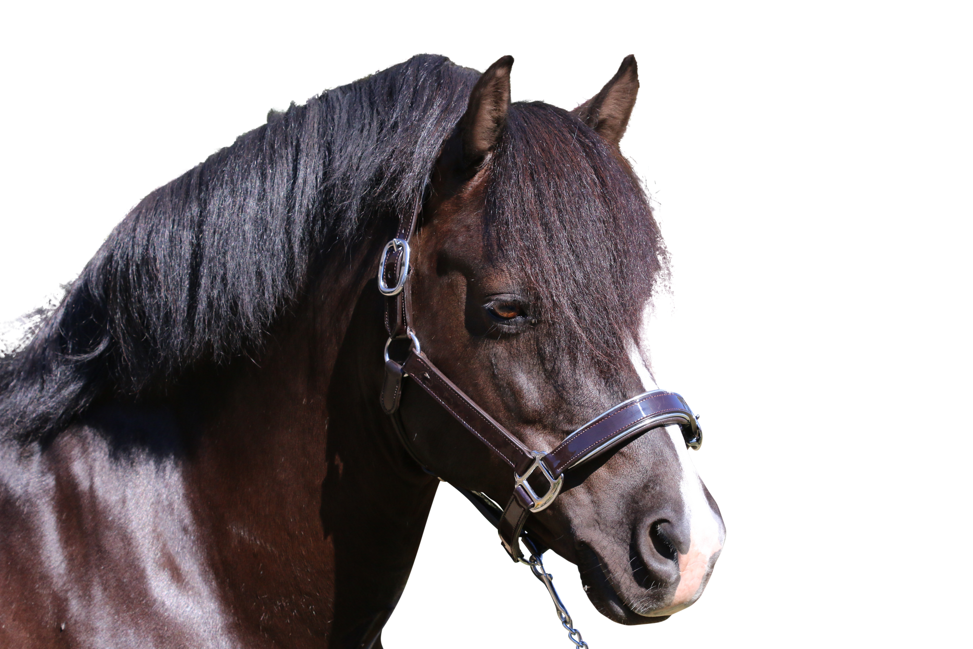 PATENT SILVER PIPE HAVANA HALTER - Flexible Fit Equestrian Australia