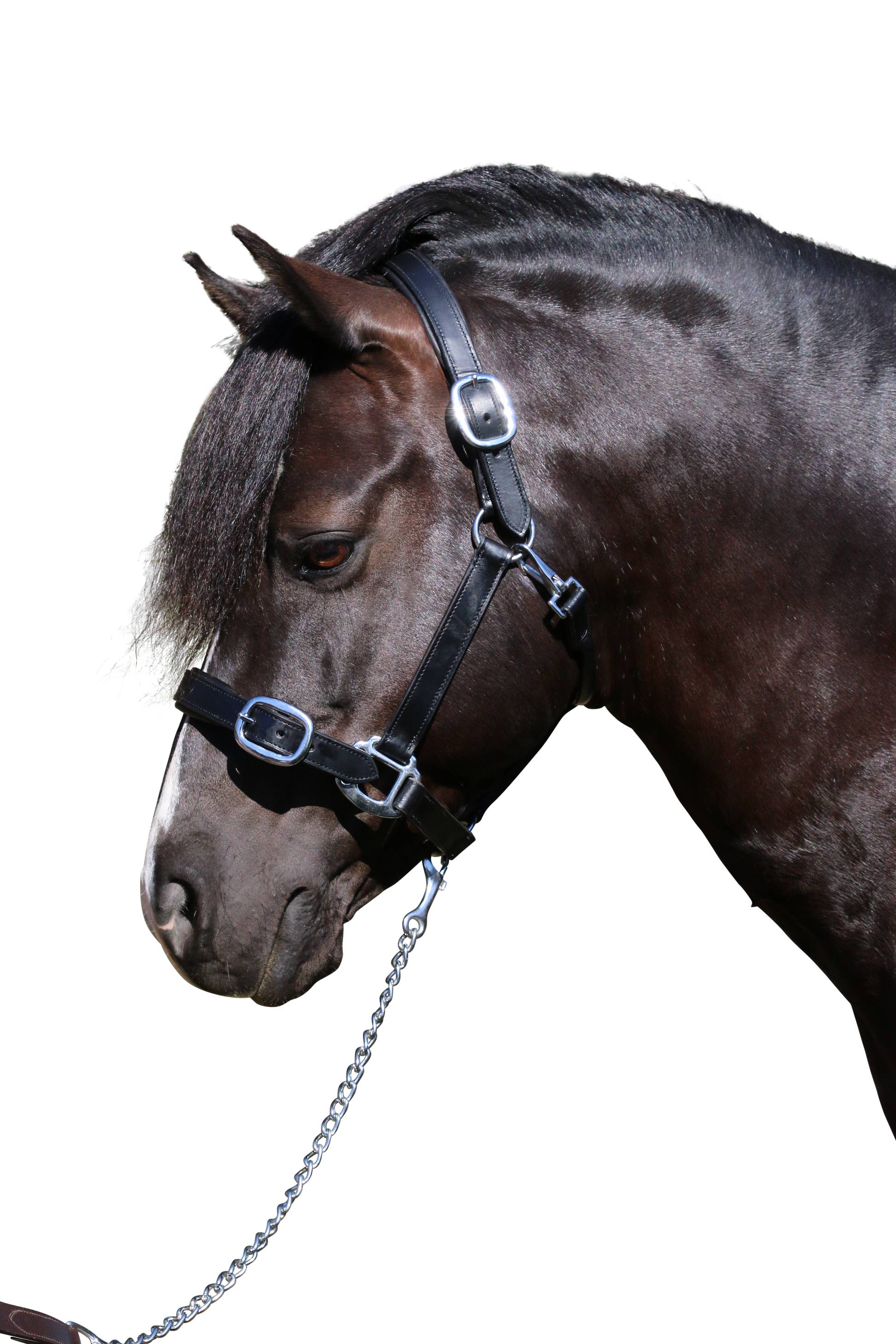 PLAIN FLAT STAINLESS STEEL BLACK HALTER - Flexible Fit Equestrian Australia