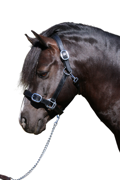 PLAIN FLAT STAINLESS STEEL BLACK HALTER - Flexible Fit Equestrian Australia