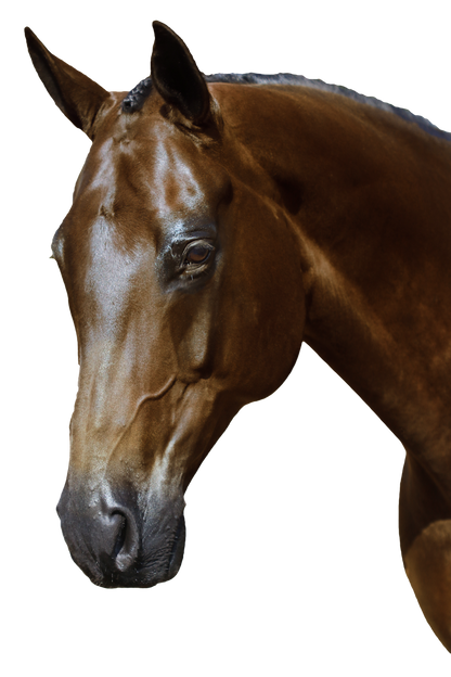 BRI002 HAVANA GEL SNAFFLE BRIDLE – ALL ENGLISH DISCIPLINES $194.80-$339.75 - Flexible Fit Equestrian Australia