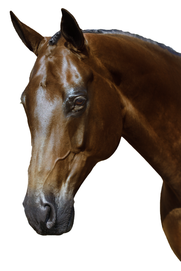 BRI003 BLACK GEL SNAFFLE BRIDLE – ALL ENGLISH DISCIPLINES $194.80-$339.75 - Flexible Fit Equestrian Australia