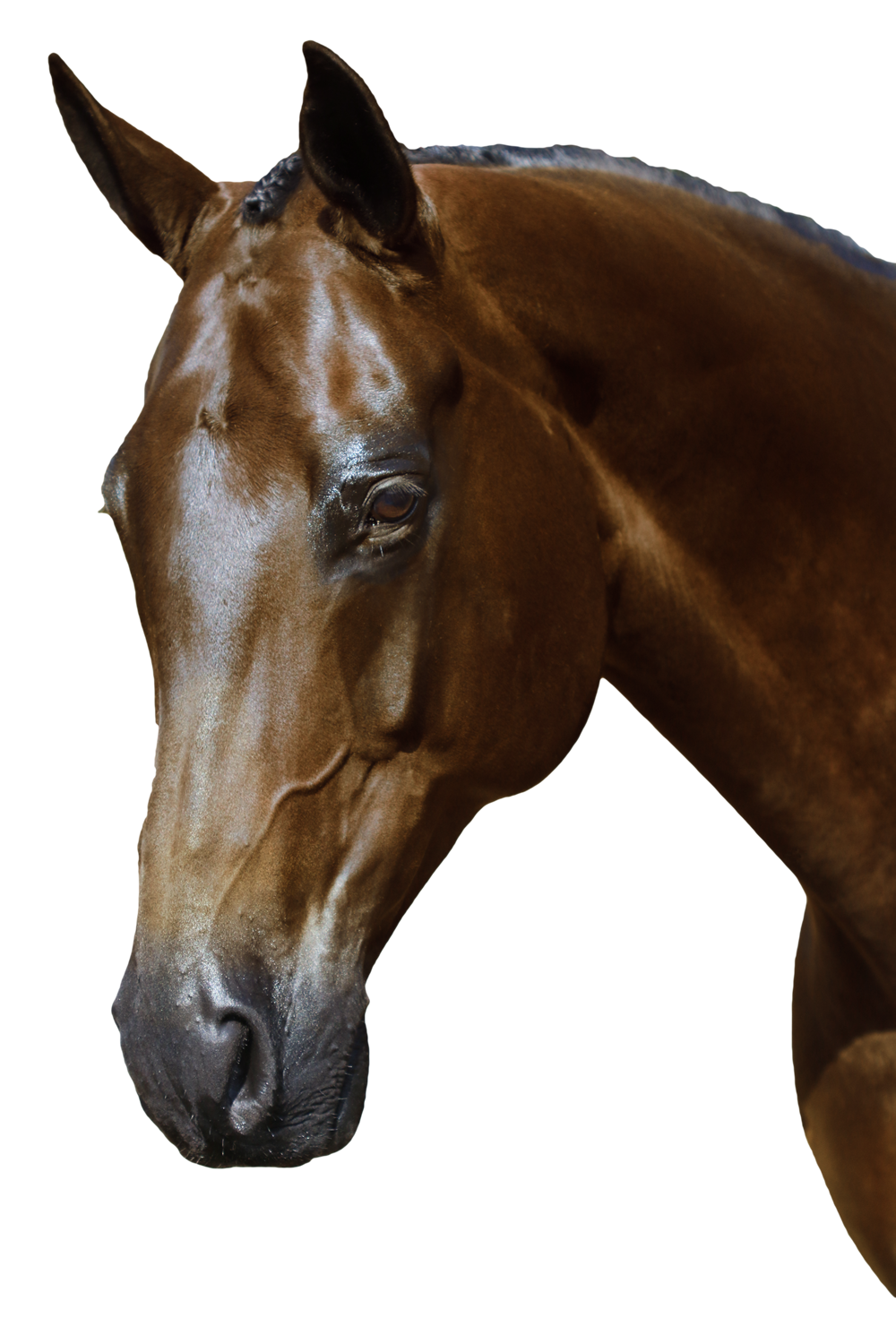 BRI007 HAVANA GEL DOUBLE BRIDLE $224.80-$389.70 - Flexible Fit Equestrian Australia