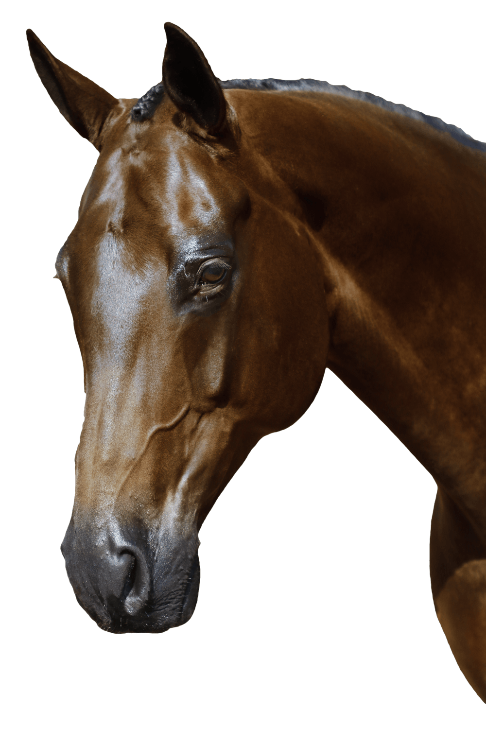 BRI014 Black Gel 2 in 1 Comfort Bridle - Flexible Fit Equestrian Australia