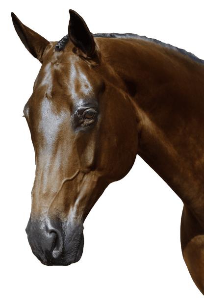 BRI015 Havana Gel 2 in 1 Comfort Bridle - Flexible Fit Equestrian Australia