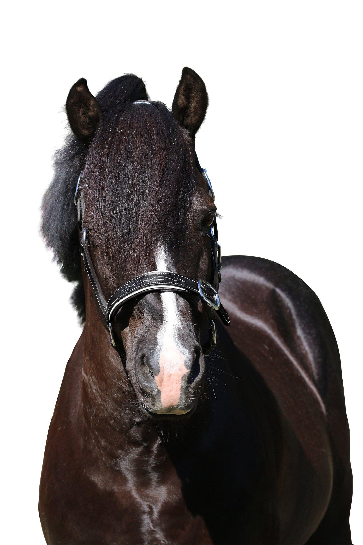 FANCY STITCH WHITE PIPE BLACK HALTER - Flexible Fit Equestrian Australia