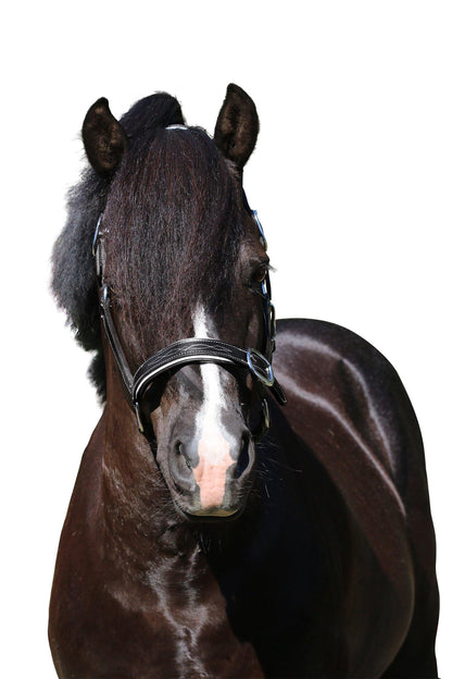 FANCY STITCH WHITE PIPE BLACK HALTER - Flexible Fit Equestrian Australia