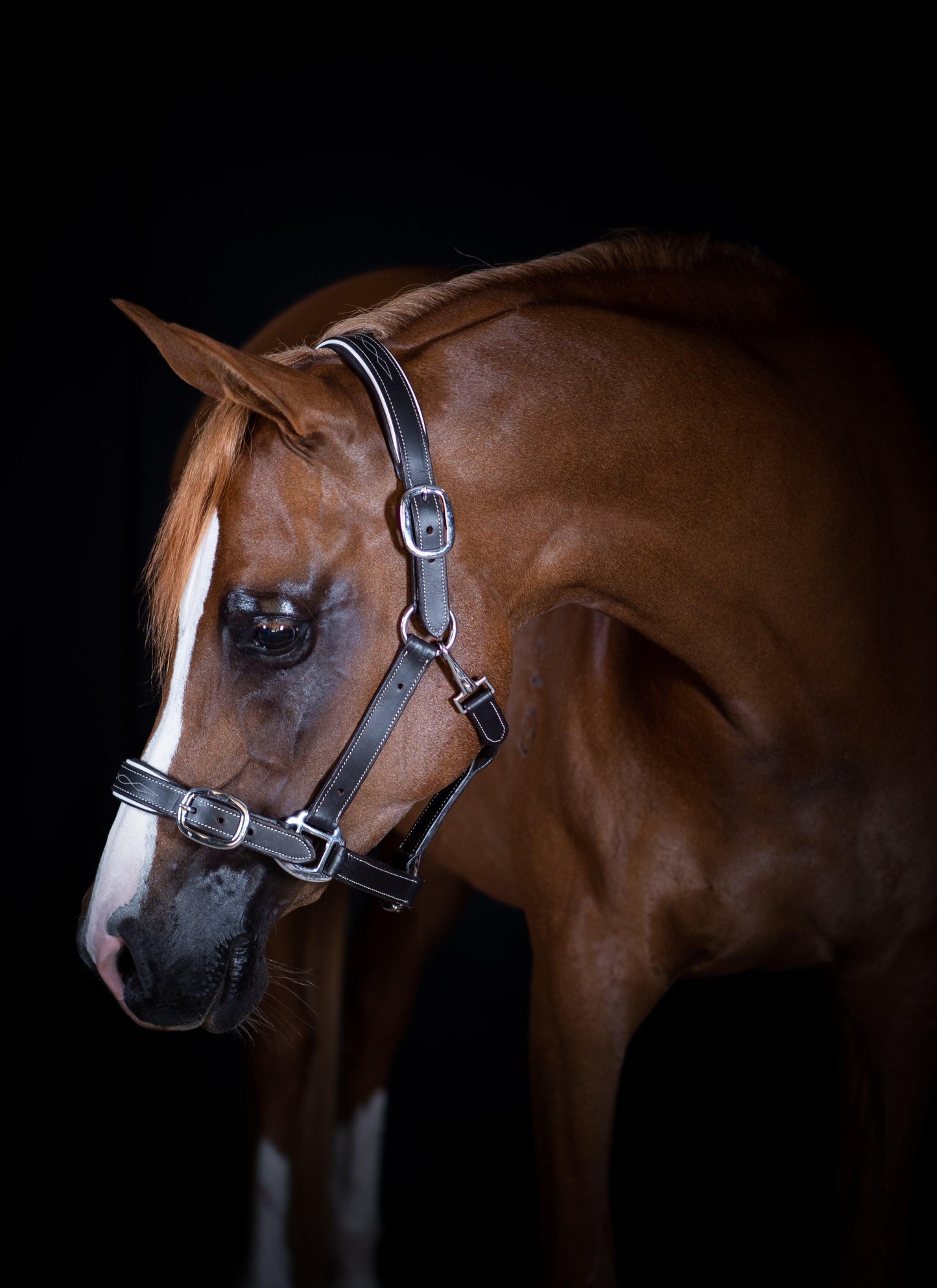 FANCY STITCH WHITE PIPE HAVANA HALTER - Flexible Fit Equestrian Australia