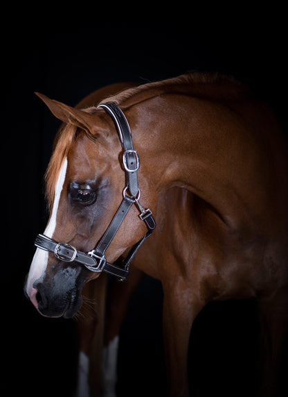 FANCY STITCH WHITE PIPE HAVANA HALTER - Flexible Fit Equestrian Australia
