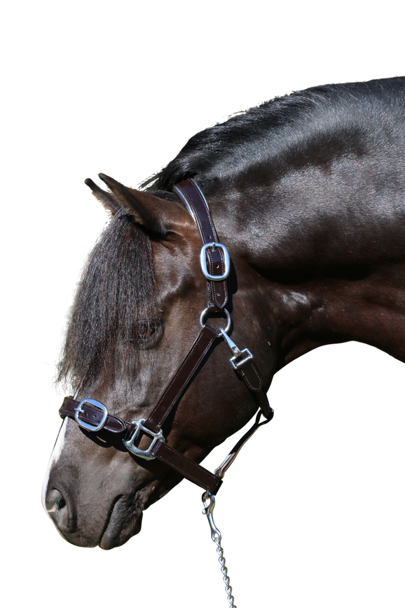 PATENT SILVER PIPE HAVANA HALTER - Flexible Fit Equestrian Australia
