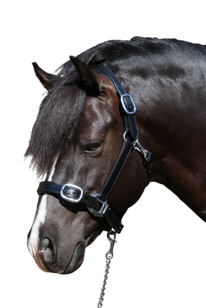 PLAIN FLAT STAINLESS STEEL BLACK HALTER - Flexible Fit Equestrian Australia