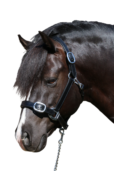 PLAIN FLAT STAINLESS STEEL BLACK HALTER - Flexible Fit Equestrian Australia