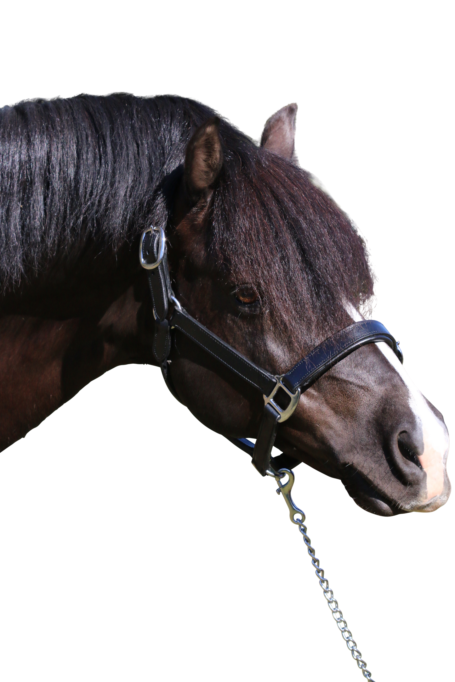 PLAIN FLAT STAINLESS STEEL BLACK HALTER - Flexible Fit Equestrian Australia