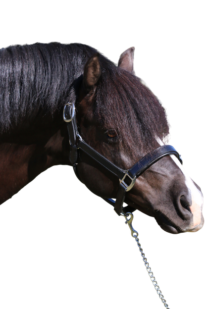 PLAIN FLAT STAINLESS STEEL BLACK HALTER - Flexible Fit Equestrian Australia