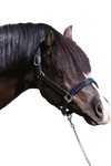 PLAIN FLAT STAINLESS STEEL BLACK HALTER - Flexible Fit Equestrian Australia