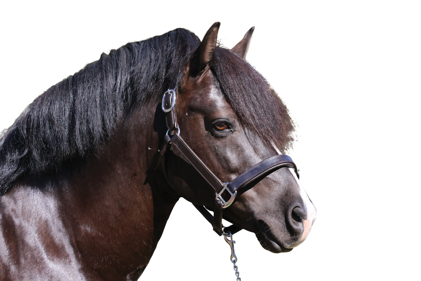 PLAIN FLAT STAINLESS STEEL HAVANA HALTER - Flexible Fit Equestrian Australia