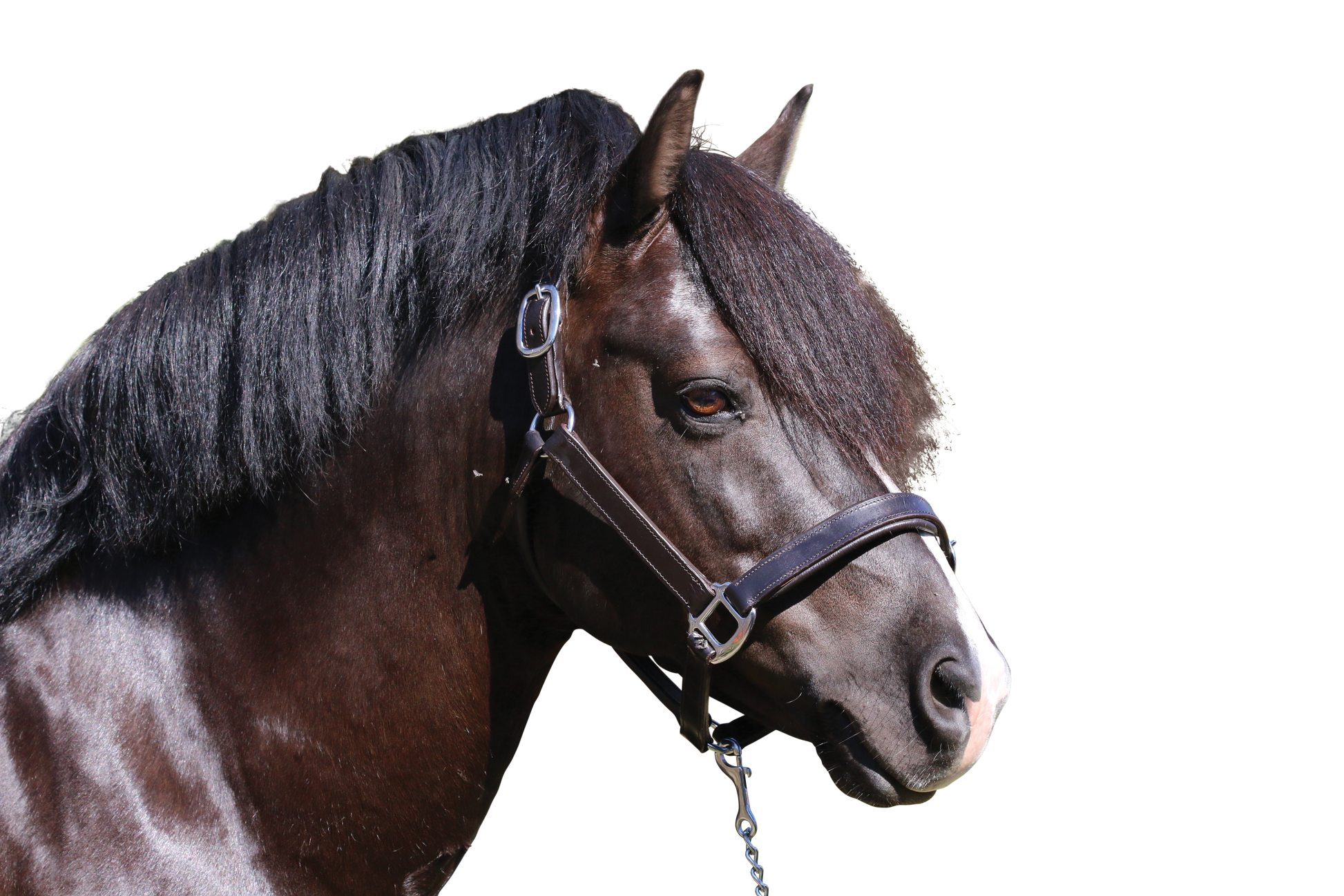 PLAIN FLAT STAINLESS STEEL HAVANA HALTER - Flexible Fit Equestrian Australia