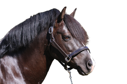 PLAIN FLAT STAINLESS STEEL HAVANA HALTER - Flexible Fit Equestrian Australia