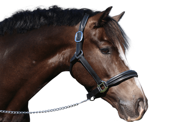 Raised Silver Pipe Havana Halter - Flexible Fit Equestrian Australia