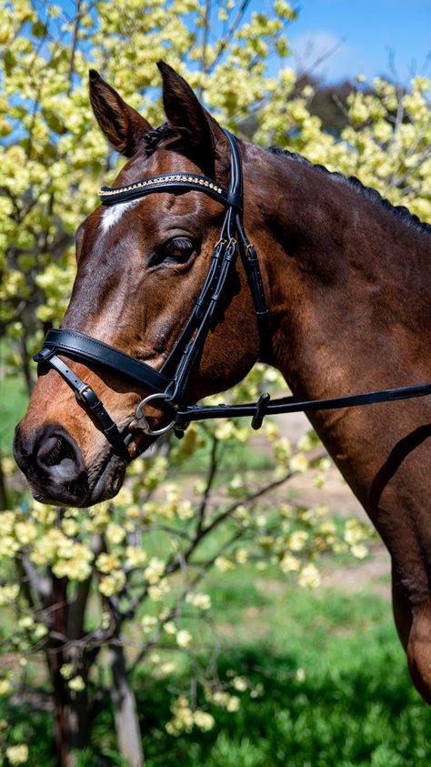 Topaz Wave Snaffle Bridle with Brass Buckles - Flexible Fit Equestrian Australia